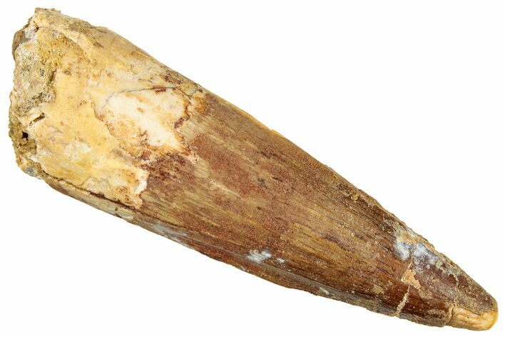 Fossil Spinosaurus Tooth - Real Dinosaur Tooth #322240